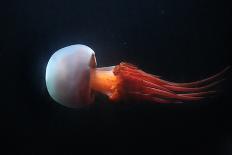 Moon Jellyfish (Aurelia Aurita) in an Aquarium.-wrangel-Photographic Print