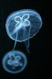 Flame Jellyfish (Rhopilema Esculentum). Wildlife Animal.-wrangel-Framed Photographic Print