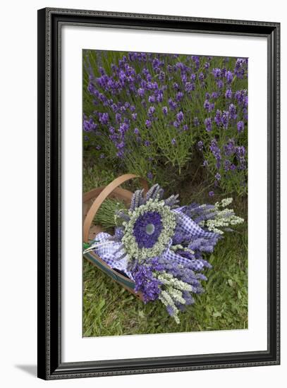 Wrapped Bouquets of Dried Lavender at Lavender Festival, Sequim, Washington, USA-Merrill Images-Framed Photographic Print