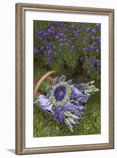 Wrapped Bouquets of Dried Lavender at Lavender Festival, Sequim, Washington, USA-Merrill Images-Framed Photographic Print