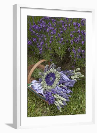 Wrapped Bouquets of Dried Lavender at Lavender Festival, Sequim, Washington, USA-Merrill Images-Framed Photographic Print