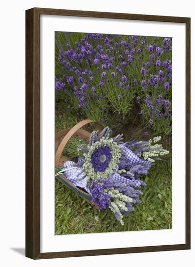 Wrapped Bouquets of Dried Lavender at Lavender Festival, Sequim, Washington, USA-Merrill Images-Framed Photographic Print