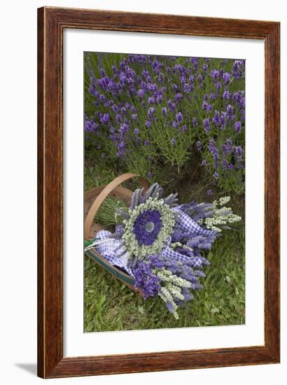 Wrapped Bouquets of Dried Lavender at Lavender Festival, Sequim, Washington, USA-Merrill Images-Framed Photographic Print