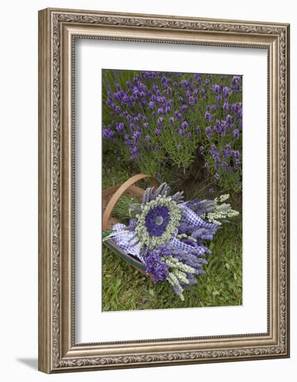 Wrapped Bouquets of Dried Lavender at Lavender Festival, Sequim, Washington, USA-Merrill Images-Framed Photographic Print