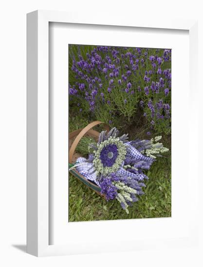 Wrapped Bouquets of Dried Lavender at Lavender Festival, Sequim, Washington, USA-Merrill Images-Framed Photographic Print