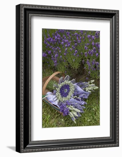 Wrapped Bouquets of Dried Lavender at Lavender Festival, Sequim, Washington, USA-Merrill Images-Framed Photographic Print