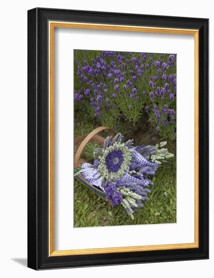 Wrapped Bouquets of Dried Lavender at Lavender Festival, Sequim, Washington, USA-Merrill Images-Framed Photographic Print