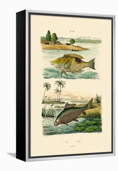 Wrasse, 1833-39-null-Framed Premier Image Canvas