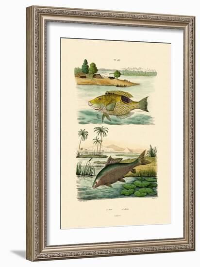 Wrasse, 1833-39-null-Framed Giclee Print