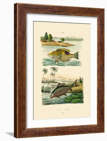 Wrasse, 1833-39-null-Framed Giclee Print