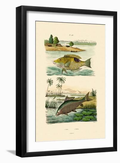 Wrasse, 1833-39-null-Framed Giclee Print