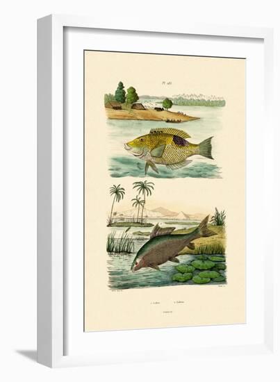 Wrasse, 1833-39-null-Framed Giclee Print