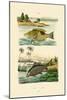 Wrasse, 1833-39-null-Mounted Giclee Print