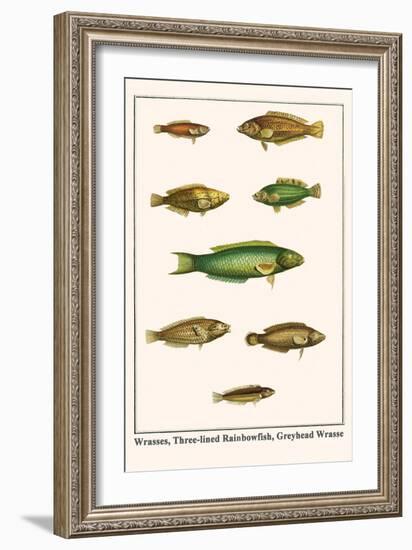 Wrasses, Three-Lined Rainbowfish, Greyhead Wrasse-Albertus Seba-Framed Art Print