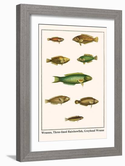 Wrasses, Three-Lined Rainbowfish, Greyhead Wrasse-Albertus Seba-Framed Art Print