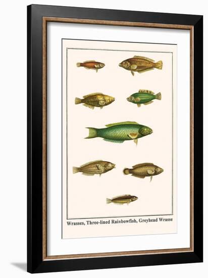 Wrasses, Three-Lined Rainbowfish, Greyhead Wrasse-Albertus Seba-Framed Art Print