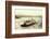 Wreck of Regulator-null-Framed Photographic Print