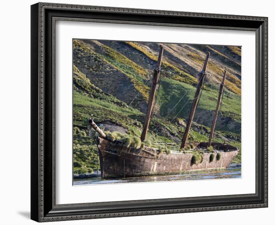 Wreck of the Bayard in Ocean Harbor, whaling station in South Georgia, colony of South Georgia Shag-Martin Zwick-Framed Photographic Print