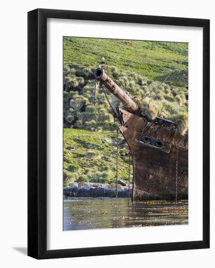 Wreck of the Bayard in Ocean Harbour a whaling station in South Georgia Island-Martin Zwick-Framed Photographic Print