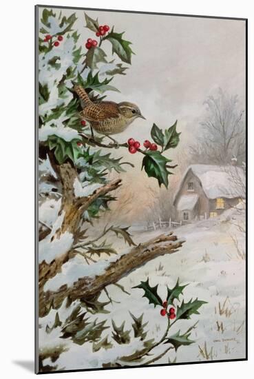 Wren in Hollybush by a cottage-Carl Donner-Mounted Giclee Print