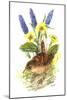 Wren in Primroses-Nell Hill-Mounted Giclee Print