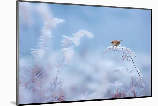 Wren on frost covered fern, Dunham Massey, Cheshire, UK-Ben Hall-Mounted Photographic Print