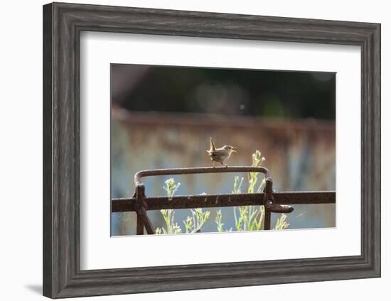 Wren (Troglodytes Troglodytes) Perched and Singing on Old Farm Machinery, Norfolk, England, July-Gary K. Smith-Framed Photographic Print