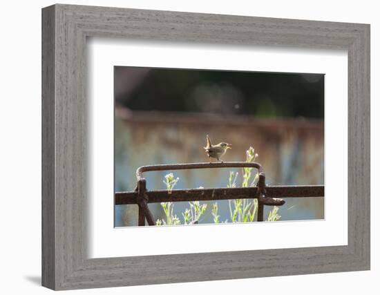 Wren (Troglodytes Troglodytes) Perched and Singing on Old Farm Machinery, Norfolk, England, July-Gary K. Smith-Framed Photographic Print