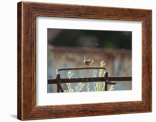 Wren (Troglodytes Troglodytes) Perched and Singing on Old Farm Machinery, Norfolk, England, July-Gary K. Smith-Framed Photographic Print