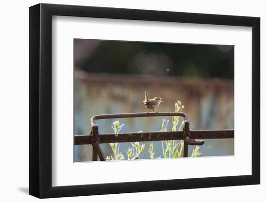 Wren (Troglodytes Troglodytes) Perched and Singing on Old Farm Machinery, Norfolk, England, July-Gary K. Smith-Framed Photographic Print