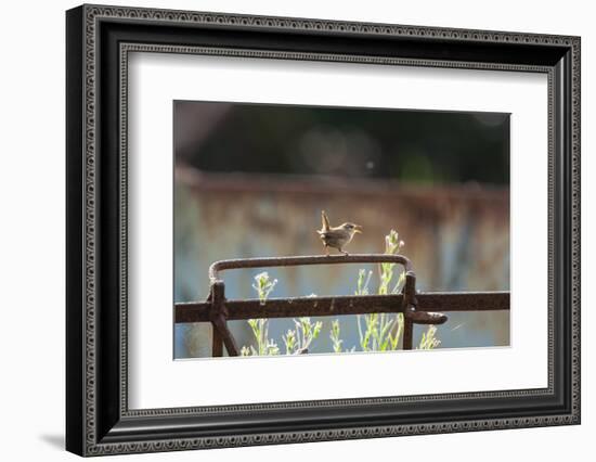 Wren (Troglodytes Troglodytes) Perched and Singing on Old Farm Machinery, Norfolk, England, July-Gary K. Smith-Framed Photographic Print