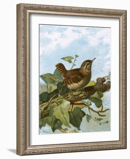 Wren-English-Framed Giclee Print