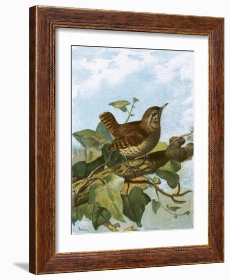 Wren-English-Framed Giclee Print