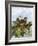 Wren-English-Framed Giclee Print