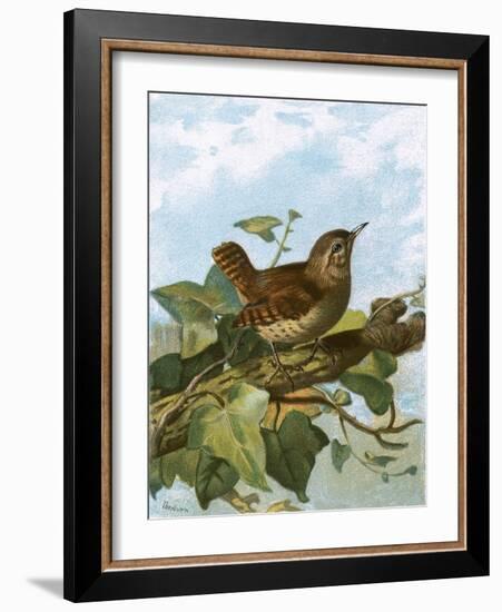 Wren-English-Framed Giclee Print