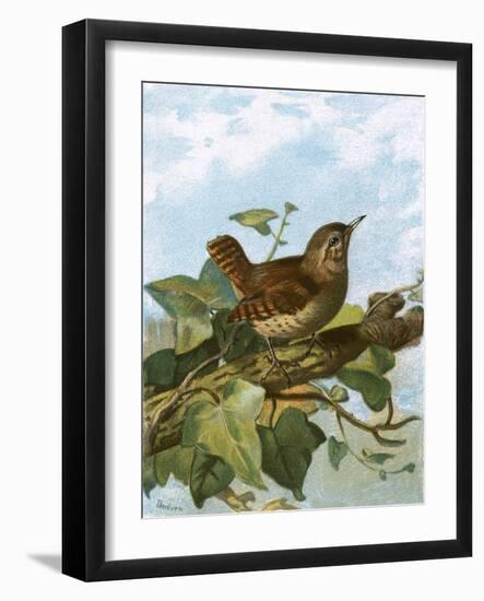 Wren-English-Framed Giclee Print