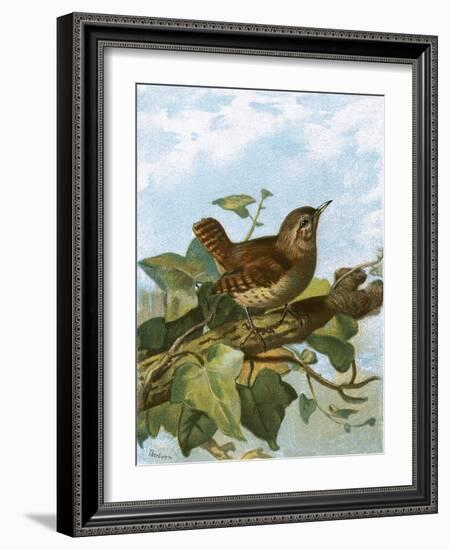 Wren-English-Framed Giclee Print