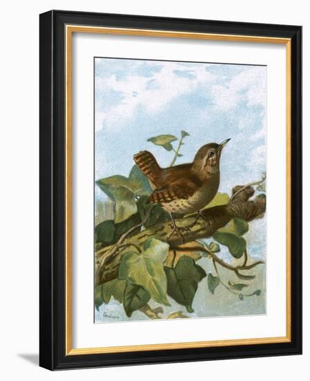 Wren-English-Framed Giclee Print