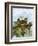 Wren-English-Framed Giclee Print