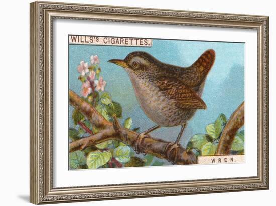 Wren-null-Framed Giclee Print