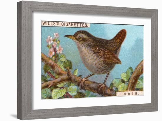 Wren-null-Framed Giclee Print