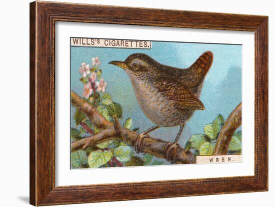 Wren-null-Framed Giclee Print