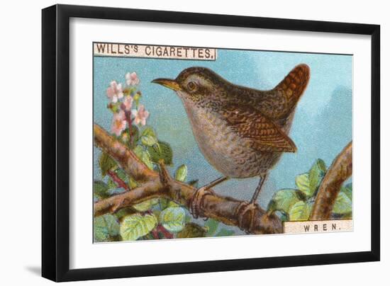 Wren-null-Framed Giclee Print