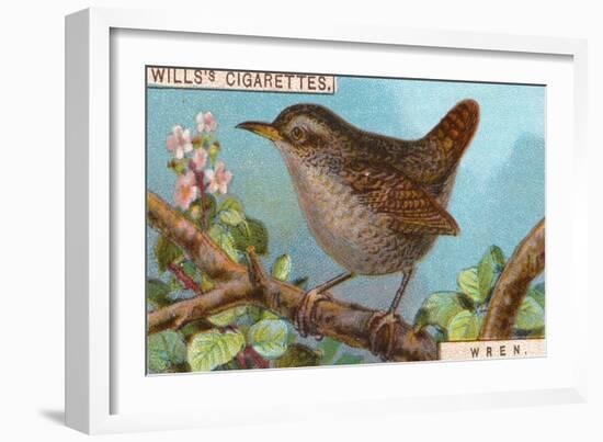 Wren-null-Framed Giclee Print