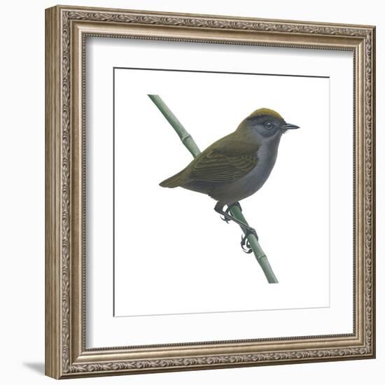 Wrenthrush (Zeledonia Coronata), Birds-Encyclopaedia Britannica-Framed Art Print