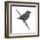 Wrenthrush (Zeledonia Coronata), Birds-Encyclopaedia Britannica-Framed Art Print