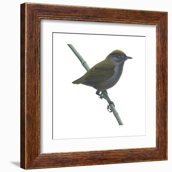 Wrenthrush (Zeledonia Coronata), Birds-Encyclopaedia Britannica-Framed Art Print