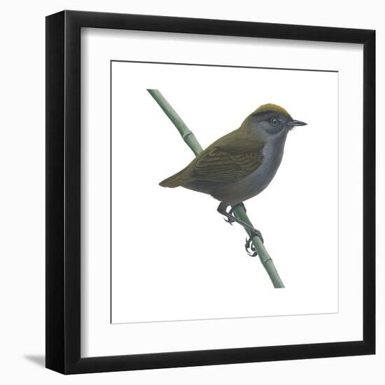 Wrenthrush (Zeledonia Coronata), Birds-Encyclopaedia Britannica-Framed Art Print