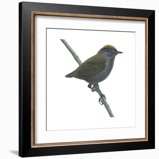 Wrenthrush (Zeledonia Coronata), Birds-Encyclopaedia Britannica-Framed Art Print