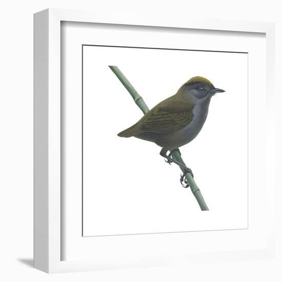 Wrenthrush (Zeledonia Coronata), Birds-Encyclopaedia Britannica-Framed Art Print